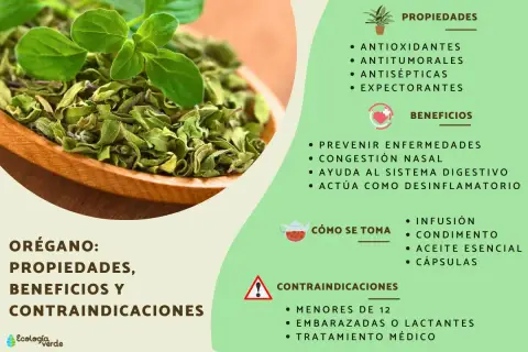 Orégano: sus propiedades antioxidantes, antitumorales y antisépticas, beneficios y contraindicaciones.