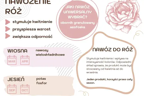 Kiedy nawozić róże? Wiosną nawozy wieloskładnikowe (marzec-kwiecień), jesienią potas i fosfor (wrzesień-październik). Nawóz do róż stymuluje kwitnienie.