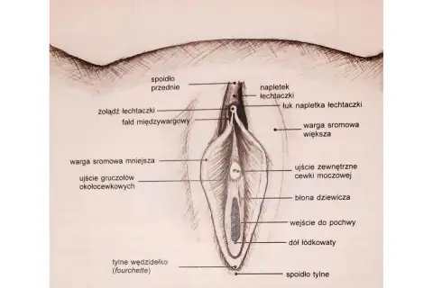 Ilustracja anatomiczna żeńskich narządów płciowych, z zaznaczonymi elementami takimi jak łechtaczka, wargi sromowe i błona dziewicza. Może być pomocna przy omawianiu zabiegu frenuloplastyka.