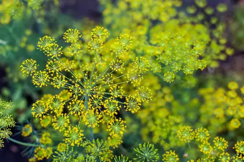 Fiori gialli di finocchietto selvatico, alcuni sembrano ombrellini. Attenzione, non tutto il finocchietto selvatico è commestibile, alcuni sono velenosi.