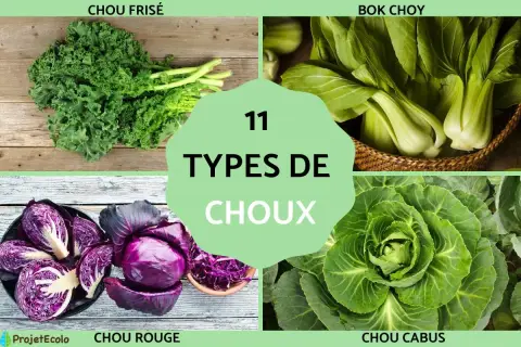 Découvrez 11 types de choux : chou frisé, bok choy, chou rouge et chou cabus. Une belle variété de choux pour tous les goûts.
