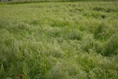 Campo verdeggiante mosso dal vento, con fili sottili che ricordano i semi di teff.