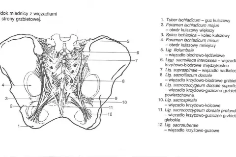 Anatomia miednicy z widocznymi więzadłami, w tym więzadło krzyżowo-guzowe (12), stabilizujące staw krzyżowo-biodrowy.