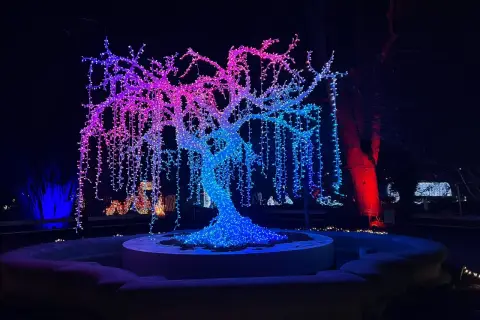 Magiczne iluminacje świetlne w Warszawie: drzewo ozdobione tysiącami kolorowych lampek, tworzące tęczowy wodospad światła.