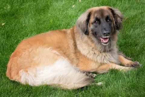 Leonberger o łagodnym usposobieniu leży na trawie, zadowolony i zrelaksowany.