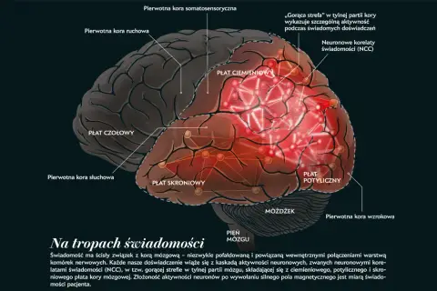 Ilustracja mózgu z zaznaczonymi płatami. Płat skroniowy i ciemieniowy są kluczowe dla pamięci i świadomości.