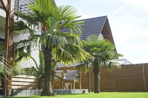Dwa rodzaje palm tworzą tropikalny klimat w ogrodzie.