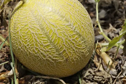 Dojrzewający melon na łodydze, dowód udanej uprawy melona. Siateczkowata skórka i zielone liście.