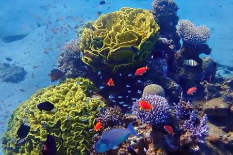 Podwodny świat Mauritiusa: tętniąca życiem rafa koralowa z kolorowymi rybami.
