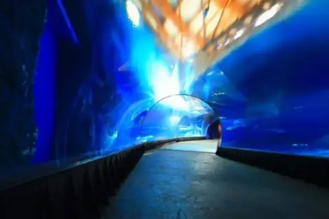 Podwodny tunel w Oceanarium Kołobrzeg. Wspaniałe wrażenia, które potwierdzają pozytywne oceanarium kołobrzeg opinie.