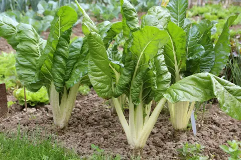 Frisch im Garten: Üppige mangold pflanzen mit großen, grünen Blättern und hellen Stielen wachsen im Beet.