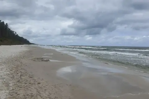 Plaża nad Bałtykiem z sosnowym lasem w tle. Fale rozbijają się o brzeg. Średnie zasolenie Bałtyku to ok. 7-8 promili.