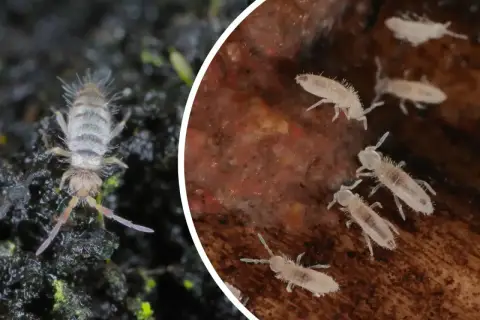 Zbliżenie na skoczogonki w ziemi. Małe, białe stworzonka poruszają się po wilgotnym podłożu, niektóre są widoczne na ciemnej ziemi, inne na kawałku drewna.