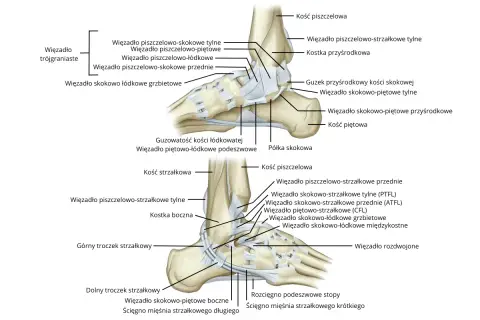 Anatomia stawu skokowego z zaznaczonymi więzadłami. Ból kostki po zewnętrznej stronie może być związany z uszkodzeniem więzadła skokowo-strzałkowego przedniego (ATFL).