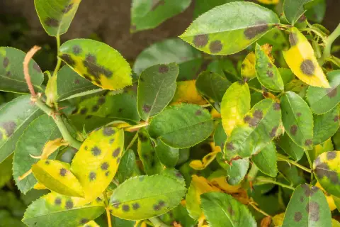 Foglie di rosa con macchie scure e gialle, indicative di malattie delle rose.