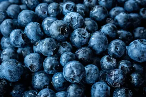 Nahaufnahme von vielen frischen, blauen Heidelbeeren. Diese kleinen Früchte sind nicht nur lecker, sondern auch sehr gesund.