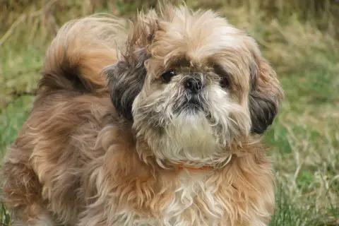 Uroczy piesek rasy Shih Tzu, jedna z wielu odmian tej rasy, z puszystą sierścią w odcieniach brązu i bieli, na tle zielonej trawy.