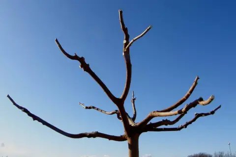 Arbre aux branches taillées, prêt pour la nouvelle saison. La taille du mûrier assure une meilleure fructification.