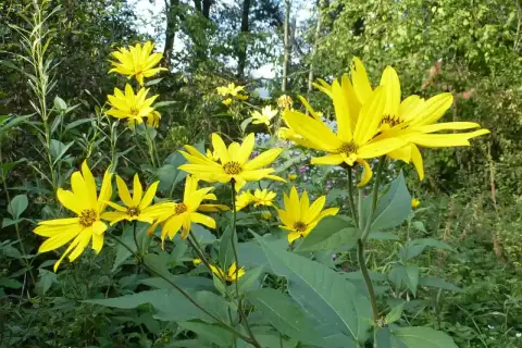 Sonnenblumenähnliche Blüten, die leicht mit Topinambur verwechselt werden können.
