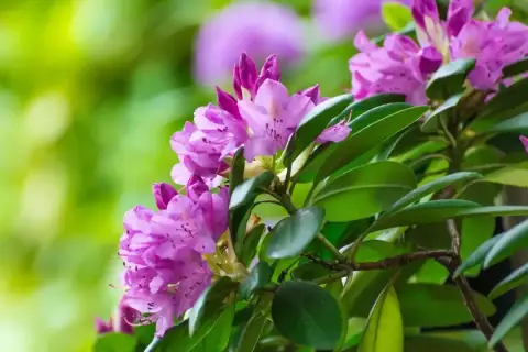 Piękny rododendron w fioletowych kwiatach, gotowy do przycinania po kwitnieniu, by zachować jego kształt.