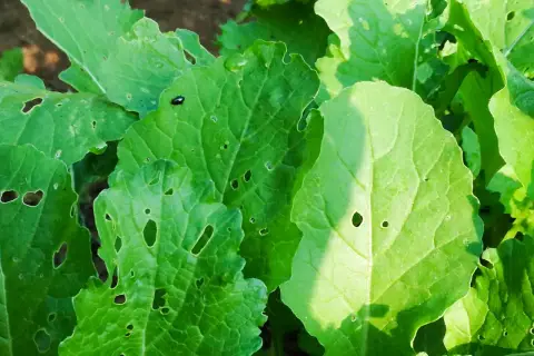 Bietole con foglie bucate, segno che sono sane e si possono mangiare. Un piccolo insetto passeggia su una foglia.