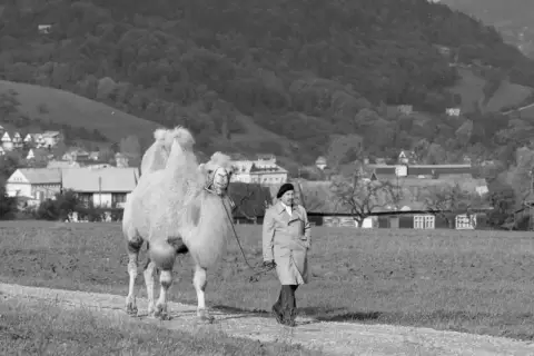Jerzy Stuhr prowadzi wielbłąda przez wieś. Scena z dużego filmu Jerzego Stuhra.