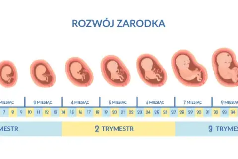 Ile trwa ciąża? Sprawdź, jak liczyć tygodnie i co oznaczają!