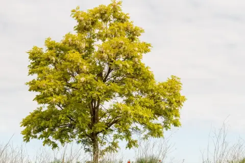 Piękna robinia frisia z żółto-zielonymi liśćmi i białymi kwiatami na tle błękitnego nieba.