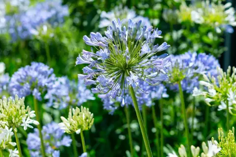 Afrikas blå lilja blommar trots att det är minusgrader. En vacker syn av blå och vita blommor i en trädgård.