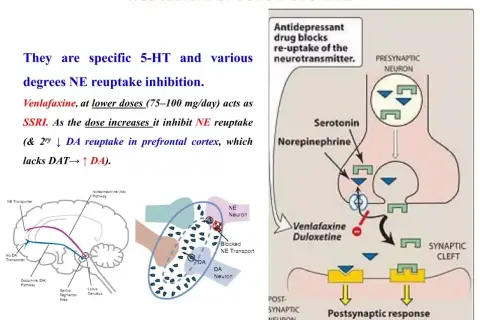 Schemat działania leków SNRI, takich jak duloxetine, blokujących wychwyt zwrotny neuroprzekaźników.
