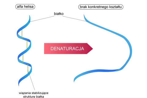 Schemat przedstawia denaturację DNA: podwójna helisa rozplata się, tworząc pojedyncze nici.