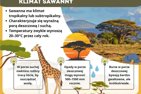 Sawanna z żyrafą i akacjami. Klimat tropikalny, z porą deszczową i suchą. Rośliny tracą liście, by oszczędzać wodę.