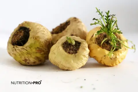 Raíces de maca amarillas, algunas con brotes verdes. ¿Un hipertenso puede tomar maca? Consulta a tu médico.