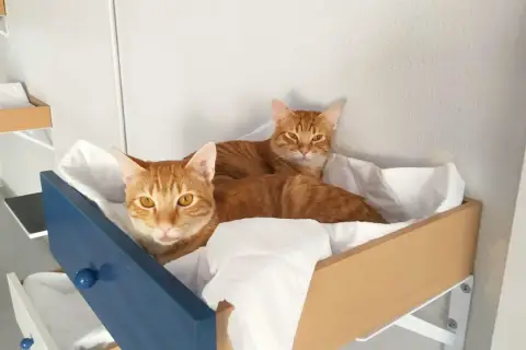 Dos gatos atigrados naranjas descansan en una cama improvisada. ¡Pura curiosidad gatuna!
