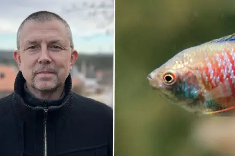 Man i svart jacka bredvid en akvariefisk. Höga halter av nitrit i akvarium kan vara skadligt för fisken.