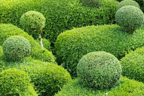 Grüne Kugeln und Hecken, eine perfekte alternative zum Buchsbaum. Ein gepflegter Garten mit verschiedenen Formen.