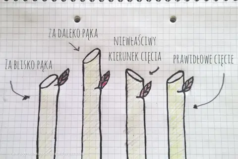 Ilustracja pokazuje, kiedy przycinać róże na wiosnę: cięcie za blisko pąka, za daleko pąka, niewłaściwy kierunek cięcia i prawidłowe cięcie.