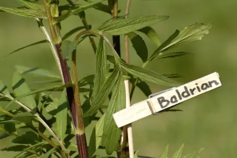 Grüne Blätter einer Baldrianpflanze mit einem Holzschild. Viele berichten von guter Baldrian zum Schlafen Erfahrung.