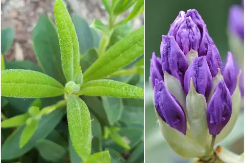 Zielony rododendron nie kwitnie, ale jego pąki zapowiadają fioletowe piękno.