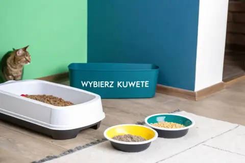 Kot przygląda się kuwecie z żwirkiem. Obok stoją miseczki z karmą. Pamiętaj, jak dbać o kuwetę kota, by był czysty i zdrowy.