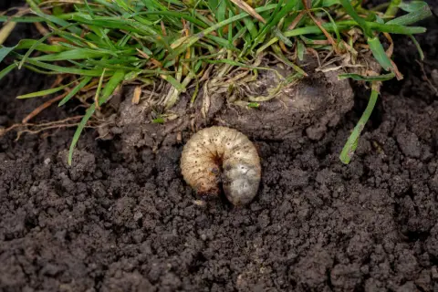 Pędraki w trawniku niszczą korzenie. Biała, krępa larwa żeruje w ziemi pod zieloną trawą.
