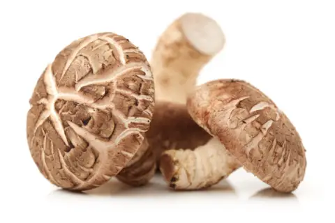Mehrere braune Shiitake-Pilze mit charakteristischen Lamellen. Ihre gesundheitliche Wirkung ist bekannt.