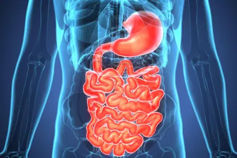 Anatomical rendering of the human digestive system, highlighting the stomach and intestines. Wavy, red intestines are visible within a translucent blue outline of the human torso. This image can help illustrate zapalenie jelit objawy.