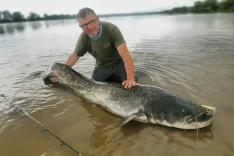 Mężczyzna z ogromnym sumem na płytkiej wodzie. Pokazuje, jak złowić suma, trzymając go za ogon. Wędka leży obok.
