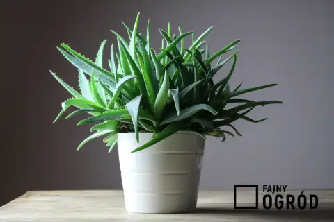 Gęsty aloes w białej doniczce, gotowy do użycia. Dowiedz się, jak używać aloes z doniczki do celów leczniczych i kosmetycznych.