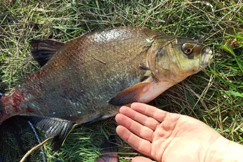 Duży karp leży na trawie, obok ludzka dłoń. Widać haczyk w pysku ryby, co sugeruje, na co bierze karp.