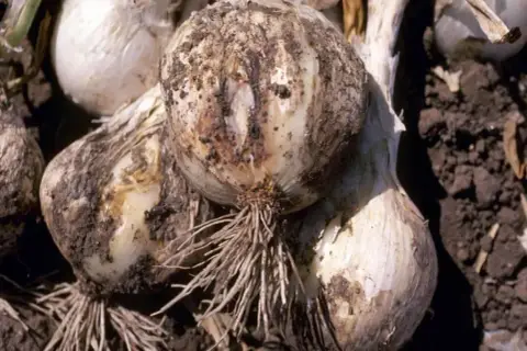 Zepsute cebule z widocznymi śladami chorób. Szukamy naturalnych sposobów na choroby cebuli, by ratować plony.
