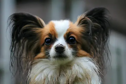 Uroczy papillon z brudnym nosem po zabawie. Zastanawiasz się, ile kosztuje papillon?