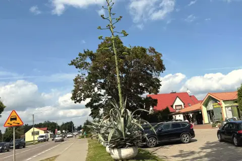 Ogromny agawa kwiat wyrasta ponad drzewa, obok drogi i samochodów.