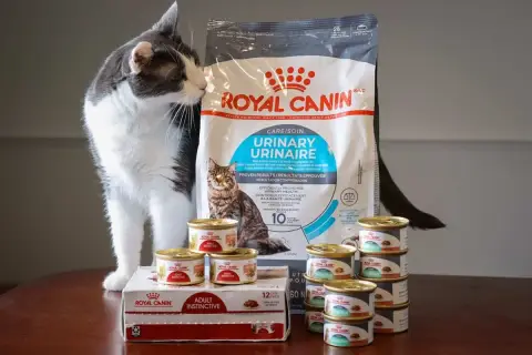 Kot wącha karmę Royal Canin Urinary. Czy to dobra karma? Widać opakowanie i puszki.